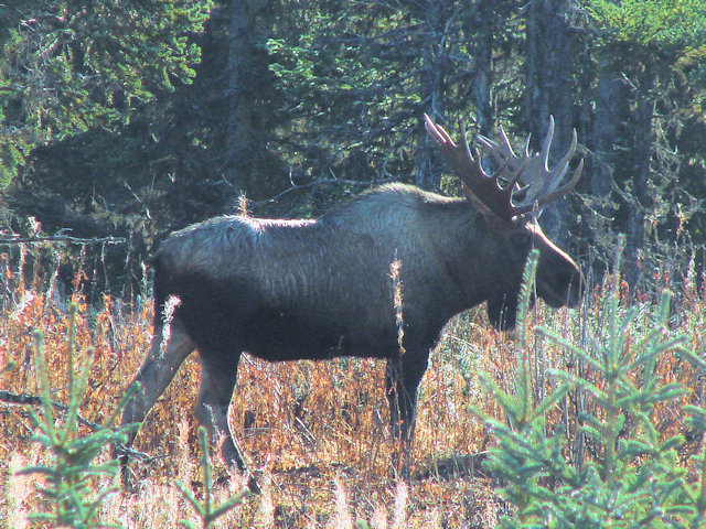 Alaska